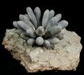 Spectacular Fossil Club Urchin - Morocco #4768-1